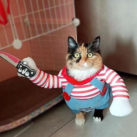 Déguisement pour chat