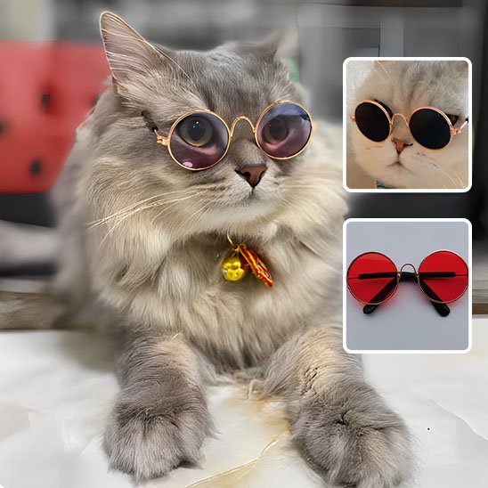 Déguisement pour chat