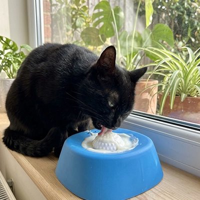 Gamelle anti glouton Chat | Digestion Optimale Lécher - Mondechat