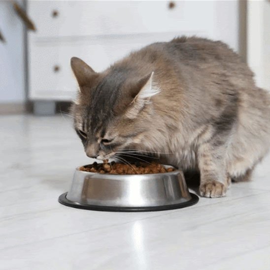 Gamelle chat | Design Ergonomique - Mondechat