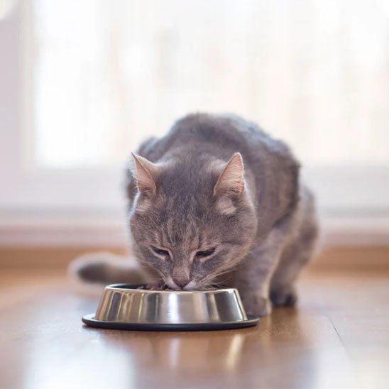 Gamelle chat | Design Ergonomique - Mondechat