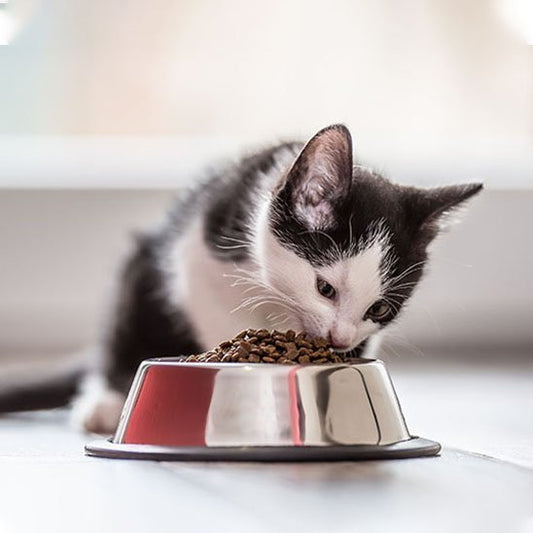 Gamelle ergonomique premium pour chat | Accessoires haut de gamme - Mondechat