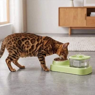 Gamelle pour Chat | Station 2-en-1 Eau & Croquettes - Mondechat