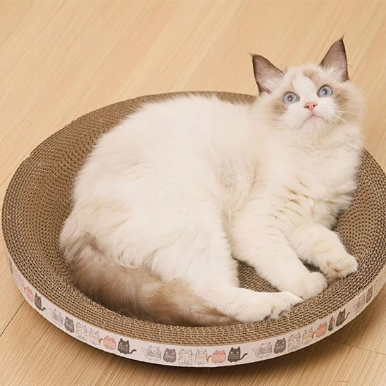 Griffoir chat