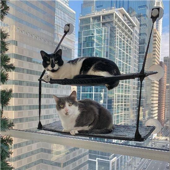 Hamac chat fenêtre SunSpot : le confort ensoleillé pour votre félin - Mondechat