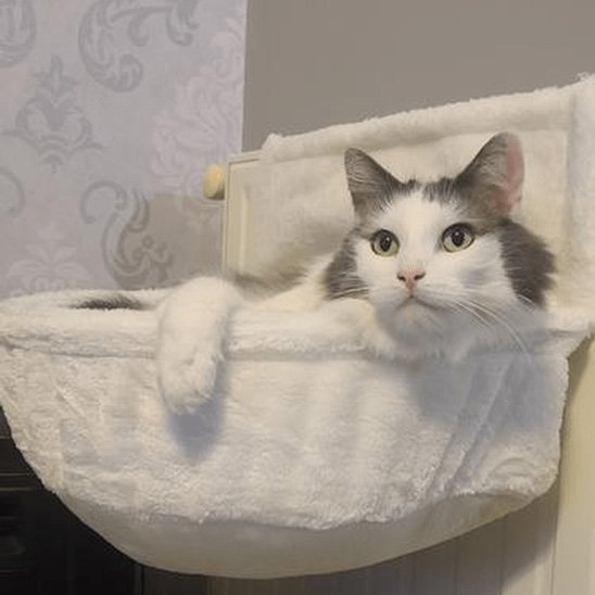 Hamac pour chat | FelinRelax - Mondechat