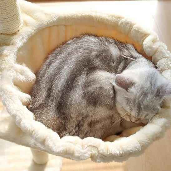 Hamac pour chat SunWatcher : le coin préféré de votre chat au soleil - Mondechat