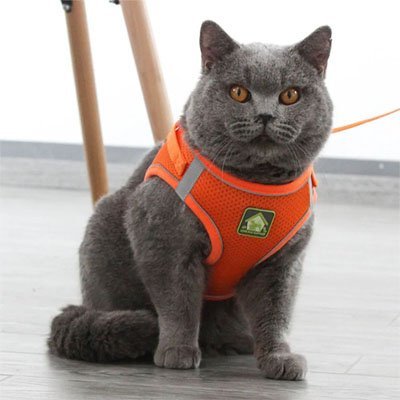 Harnais Chat | Ajustable Confort - Mondechat