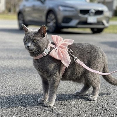 Harnais Chat Chic | Nœud Papillon Confort & Sécurité — Mondechat - Mondechat