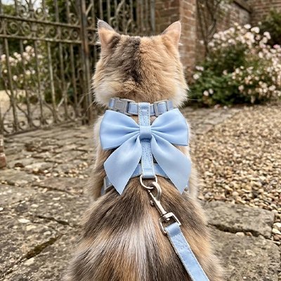 Harnais Chat Chic | Nœud Papillon Confort & Sécurité — Mondechat - Mondechat