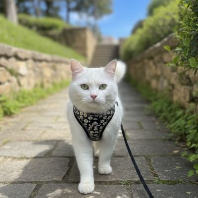 Harnais et laisse chat | Anti-Évasion Ajustable - Mondechat