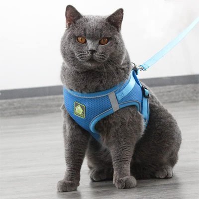 Harnais + Laisse Chat | Ajustable Confort - Mondechat - Mondechat