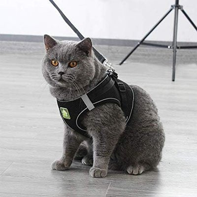 Harnais + Laisse Chat | Ajustable Confort - Mondechat - Mondechat