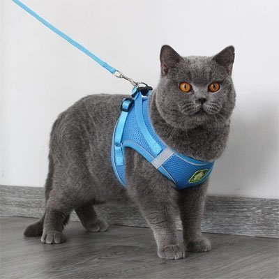 Harnais + Laisse Chat | Ajustable Confort - Mondechat - Mondechat