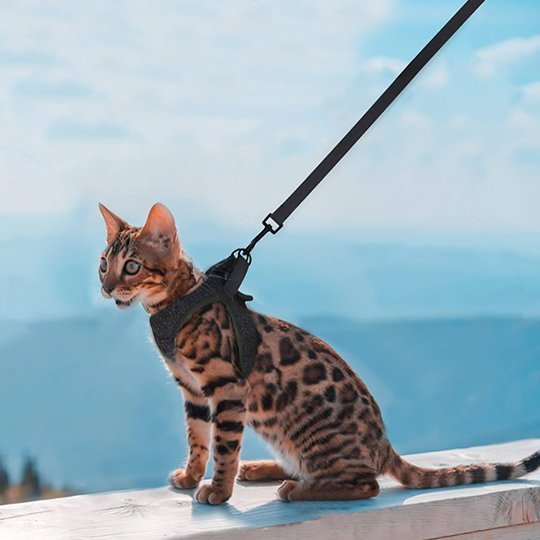 Harnais + Laisse Chaton | Ergonomique Sécurité Maximale - Mondechat - Mondechat