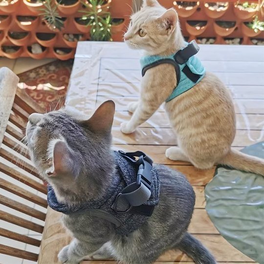 Harnais + Laisse Chaton | Ergonomique Sécurité Maximale - Mondechat - Mondechat