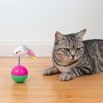 Jouet chat | Interactif - Mondechat