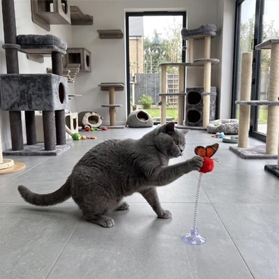 Jouet Chat | Papillon & Boule Ressort Ventouse - Mondechat