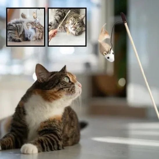 Jouet pour chat interactif | FélinPlay - Mondechat