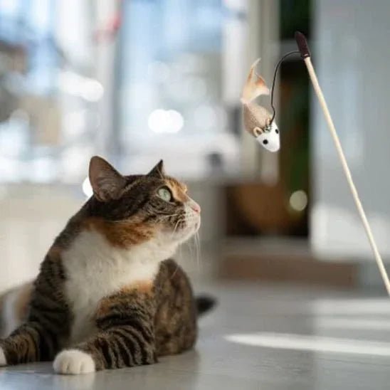 Jouet pour chat interactif | FélinPlay - Mondechat