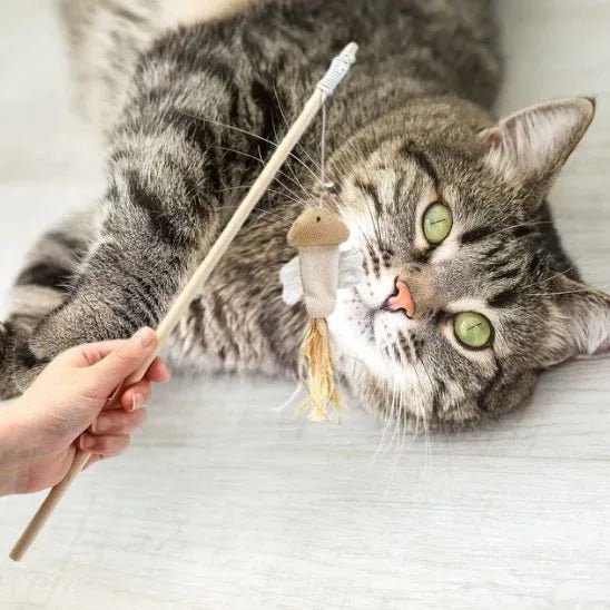 Jouet pour chat interactif | FélinPlay - Mondechat