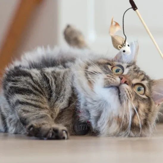 Jouet pour chat interactif | FélinPlay - Mondechat