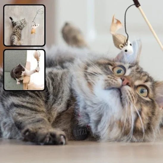 Jouet pour chat interactif | FélinPlay - Mondechat