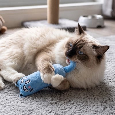 Jouet pour Chat