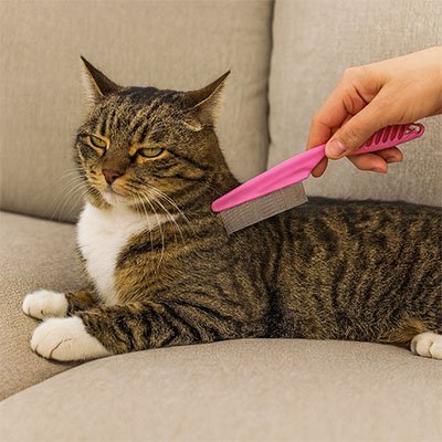 Kit 3 Peignes Chat | Démêlant Anti-Puces & Massage Silicone - Mondechat