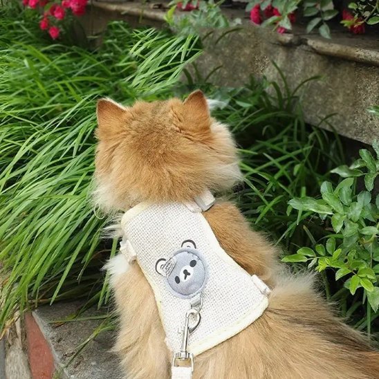 Laisse pour chat | PromenAdapt - Mondechat