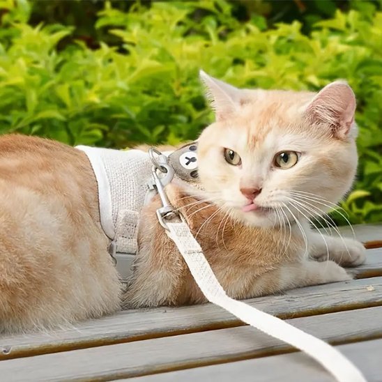 Laisse pour chat | PromenAdapt - Mondechat