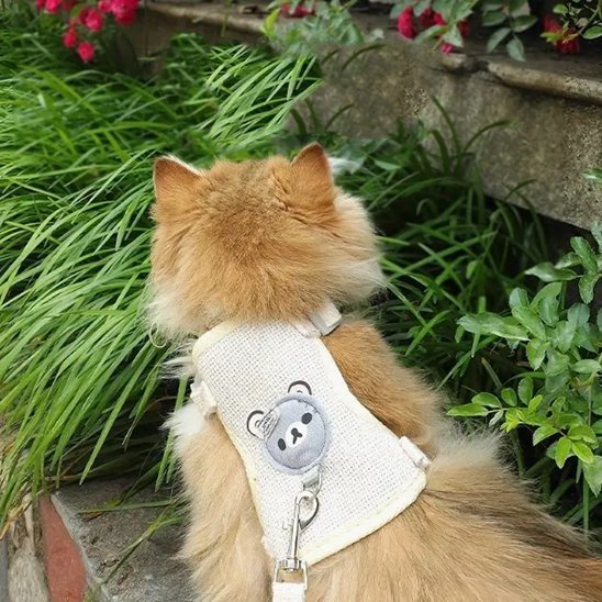 Laisse pour chat | PromenAdapt - Mondechat