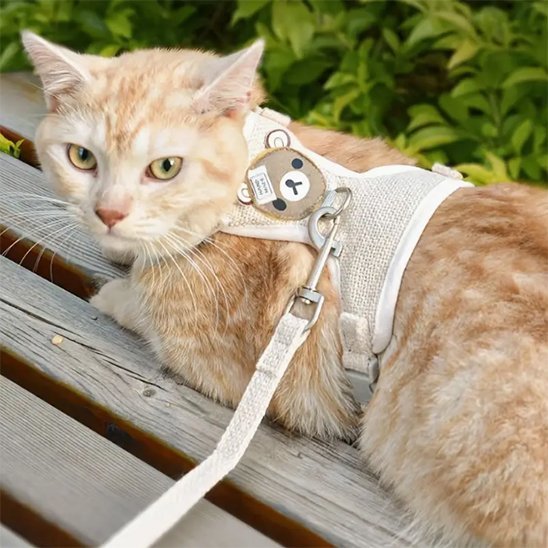 Laisse pour chat | PromenAdapt - Mondechat