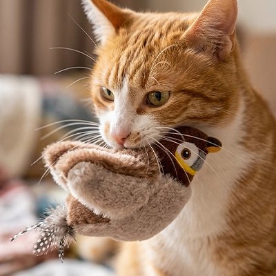 Oiseau volant pour chat