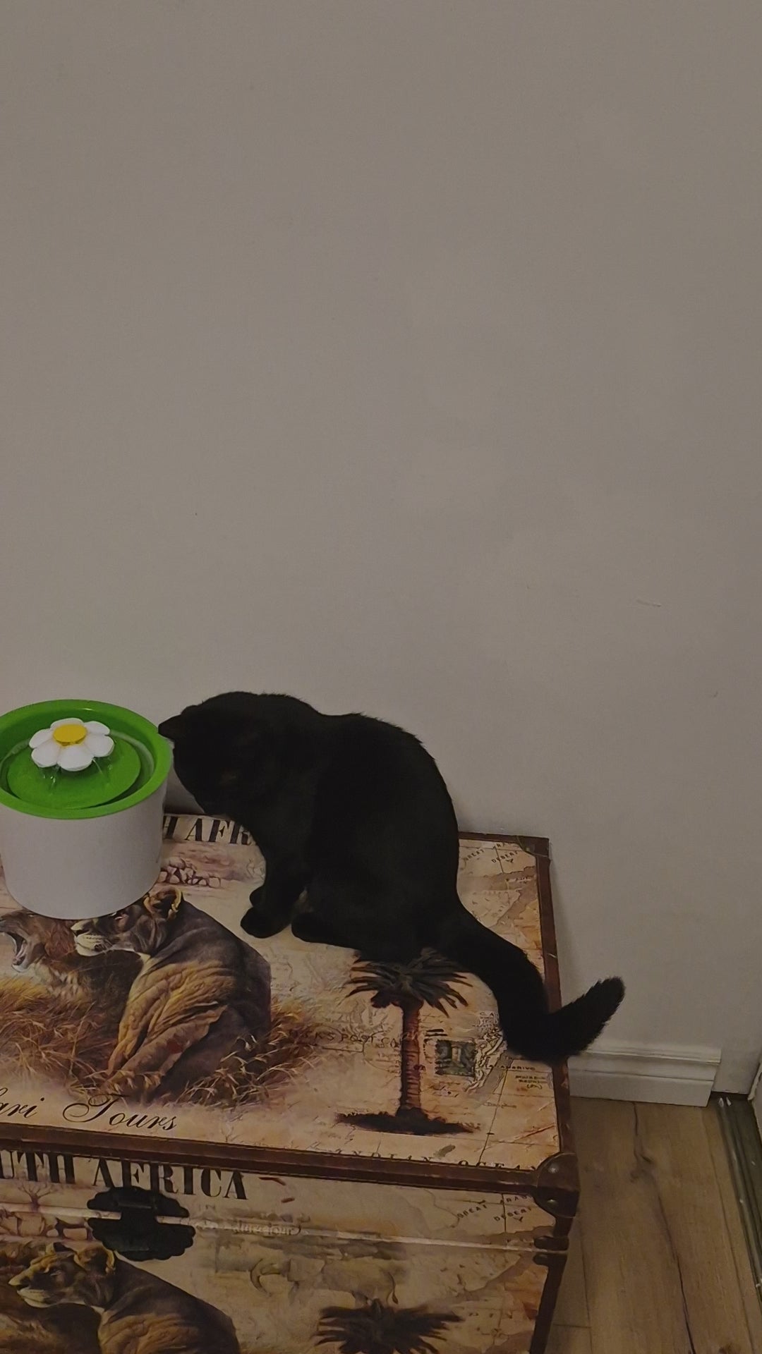 Charger la vidéo : Chaton noir Léna qui teste les accessoires pour chat de Mondechat.