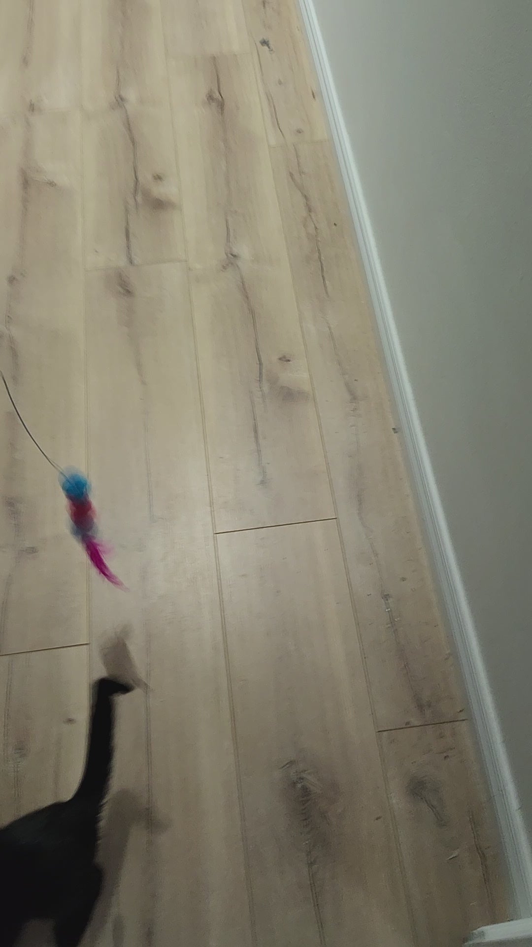 Charger la vidéo : Chaton noir Léna qui teste les accessoires pour chat de Mondechat.