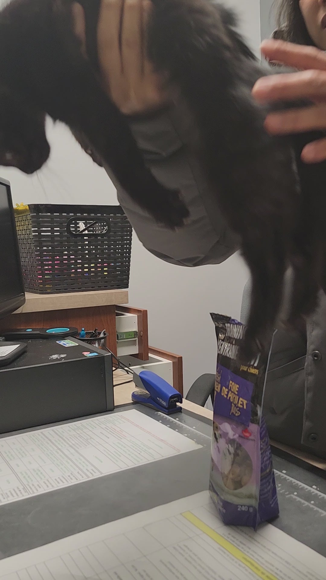 Charger la vidéo : Chaton noir Léna qui teste les accessoires pour chat de Mondechat.