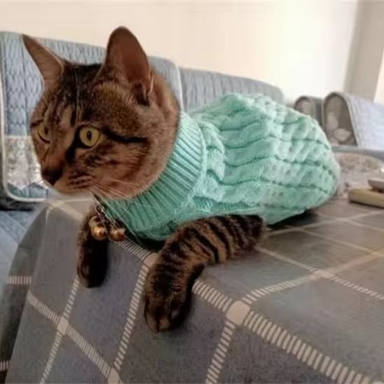 Pull pour chat