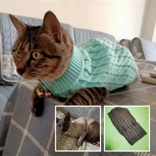Pull pour chat