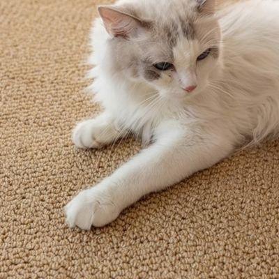Tapis griffoir chat | PawProtect - Mondechat